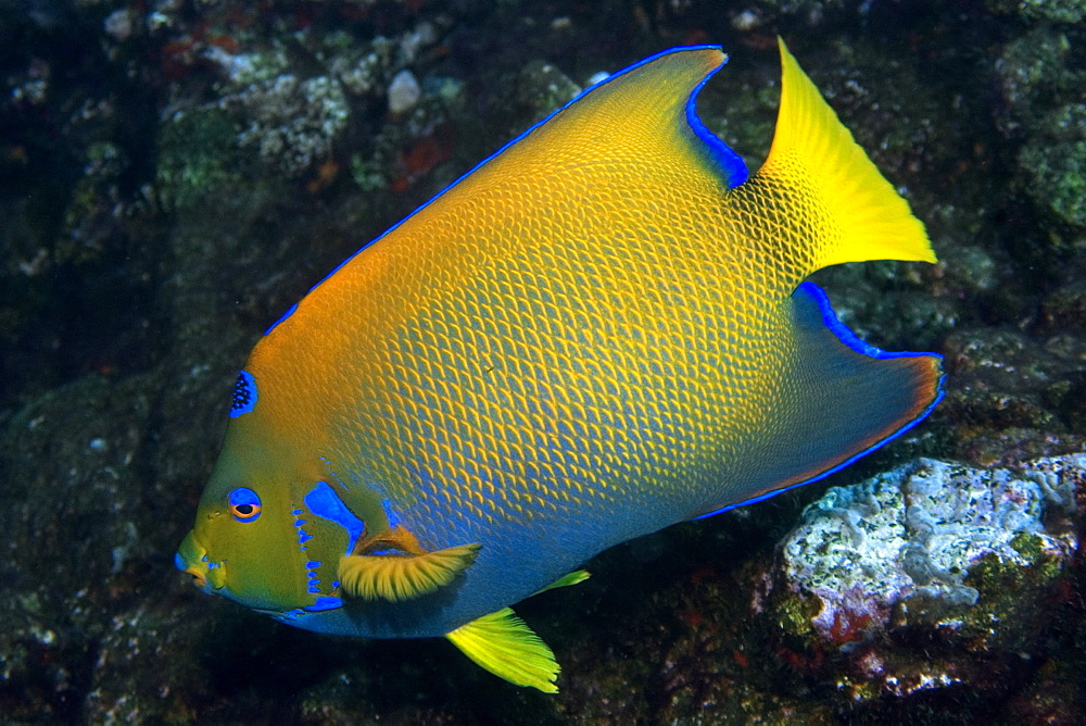 Queen angelfish (Holacanthus ciliaris), St. Peter and St. Paul's rocks, Brazil, South America