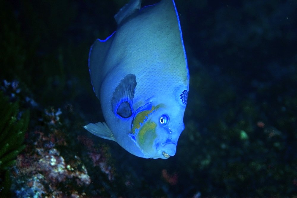 Queen angelfish (Holacanthus ciliaris) endemic blue morphotype, St. Peter and St. Paul's rocks, Brazil, South America