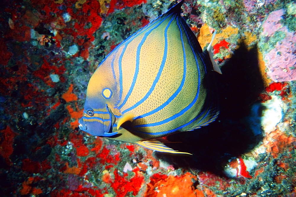 Blue-ringed angelfish (Pomacanthus annularis), Similan Islands, Thailand, Andaman Sea, Southeast Asia, Asia