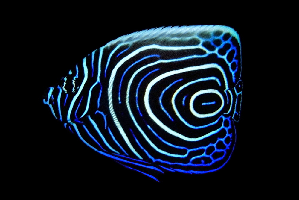 Juvenile emperor angelfish (Pomacanthus imperator,) Cars, Dumaguete, Negros Island, Philippines, Southeast Asia, Asia