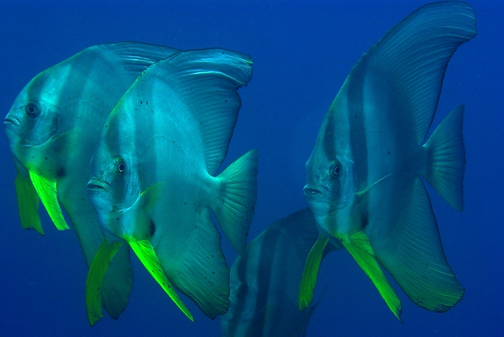 Longfin spadefish (Platax teira) schooling, Dauin, Dumaguete, Negros Island, Philippines, Southeast Asia, Asia