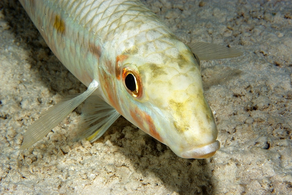 Yellowstripe goatfish (Mulloidichthys flavolineatus) at night,  Rongelap, Marshall Islands, Micronesia, Pacific