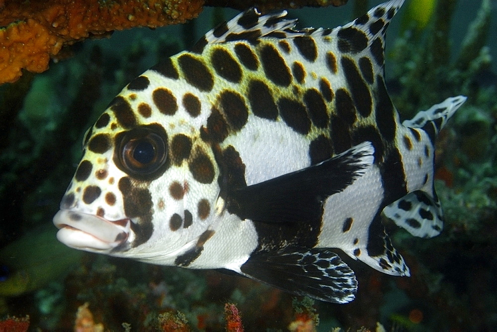 Juvenile many-spotted sweetlips (Plectorhinchus chaetodontoides), Dauin, Dumaguete, Negros Island, Philippines, Southeast Asia, Asia