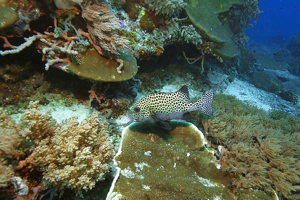 Many-spotted sweetlips (Plectorhinchus chaetodontoides) rests next to the reef, Coconut point, Apo island Marine Reserve, Philippines, Southeast Asia, Asia