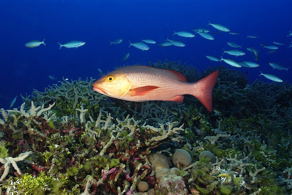 Red snapper (Lutjanus bohar) swimming over coral reef, Rongelap, Marshall Islands, Micronesia, Pacific