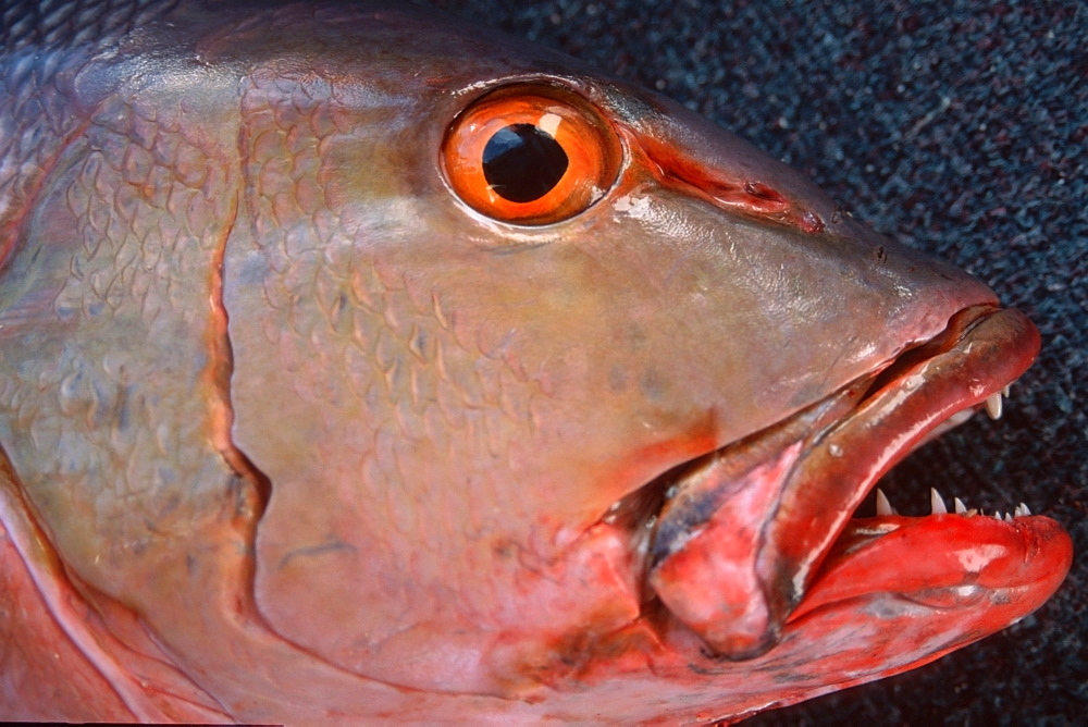 Red snapper (Lutjanus bohar), Rongelap, Marshall Islands, Micronesia, Pacific