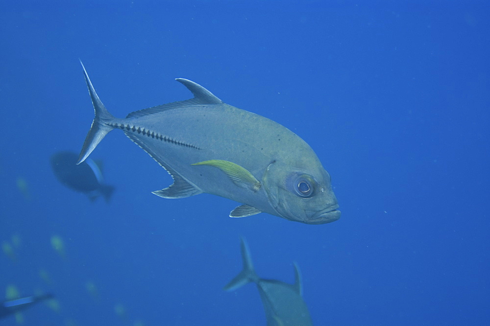 Black jack (Caranx lugubris). St. Peter and St. Paul's rocks, Brazil, South America