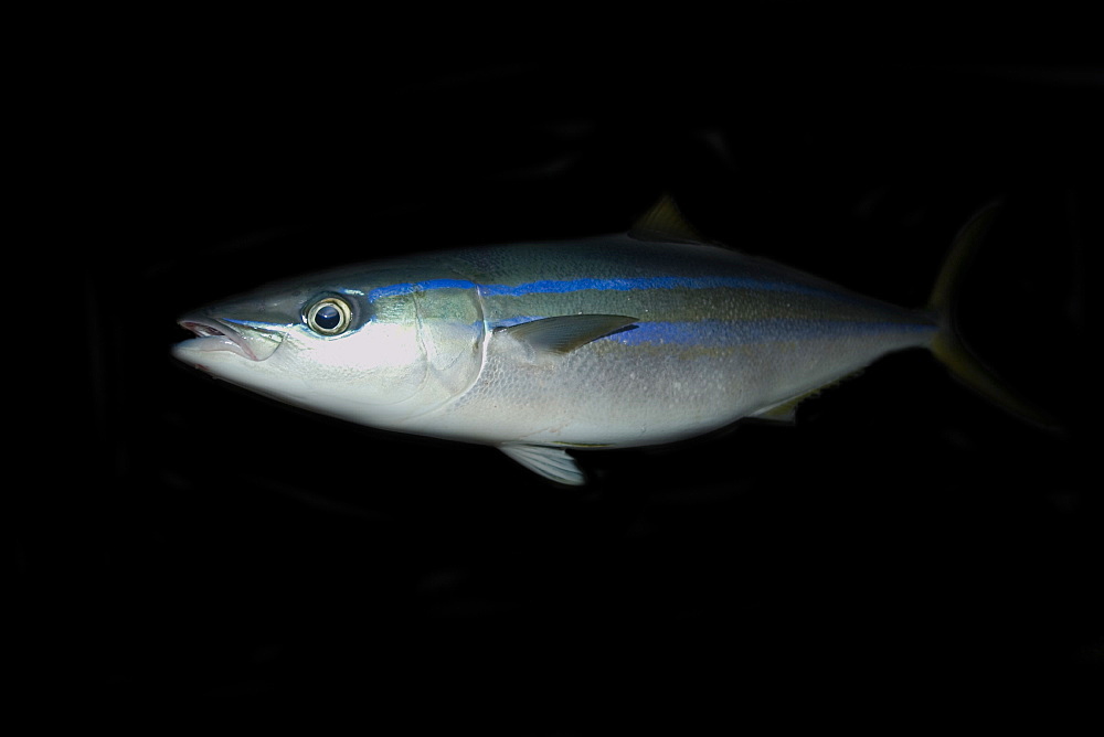 Rainbow runner (Elagatis bipinnulata), St. Peter and St. Paul's rocks, Brazil, South America