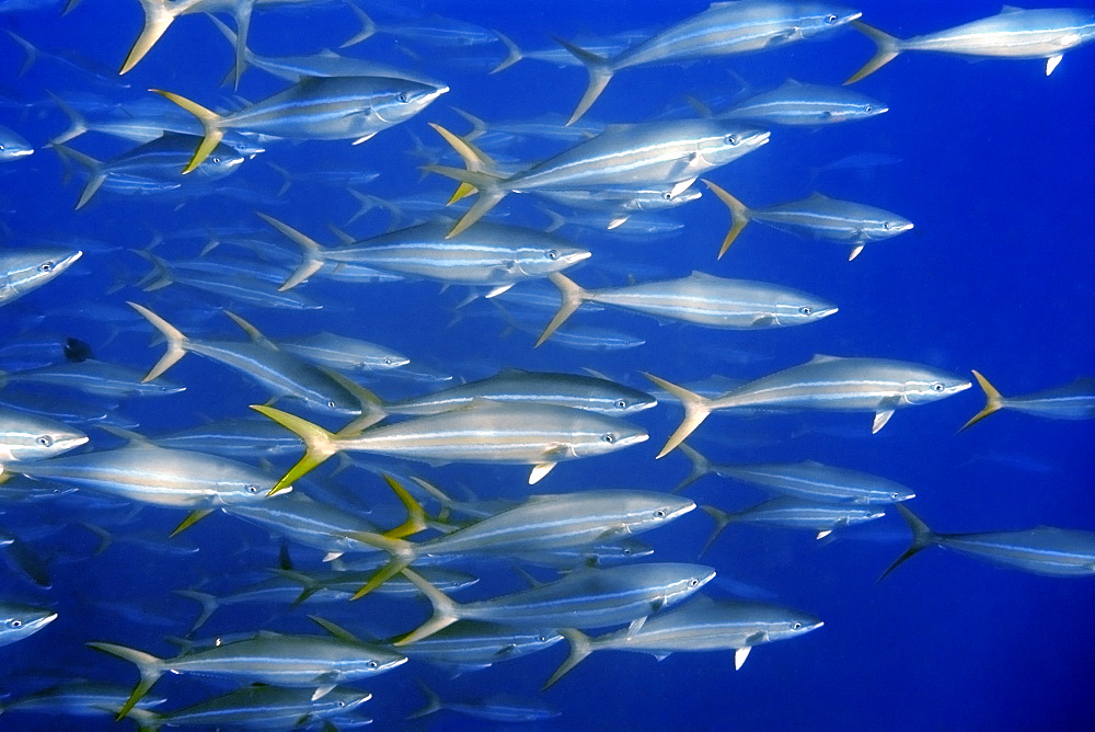 Rainbow runner (Elagatis bipinnulata) schooling, St. Peter and St. Paul's rocks, Brazil, South America