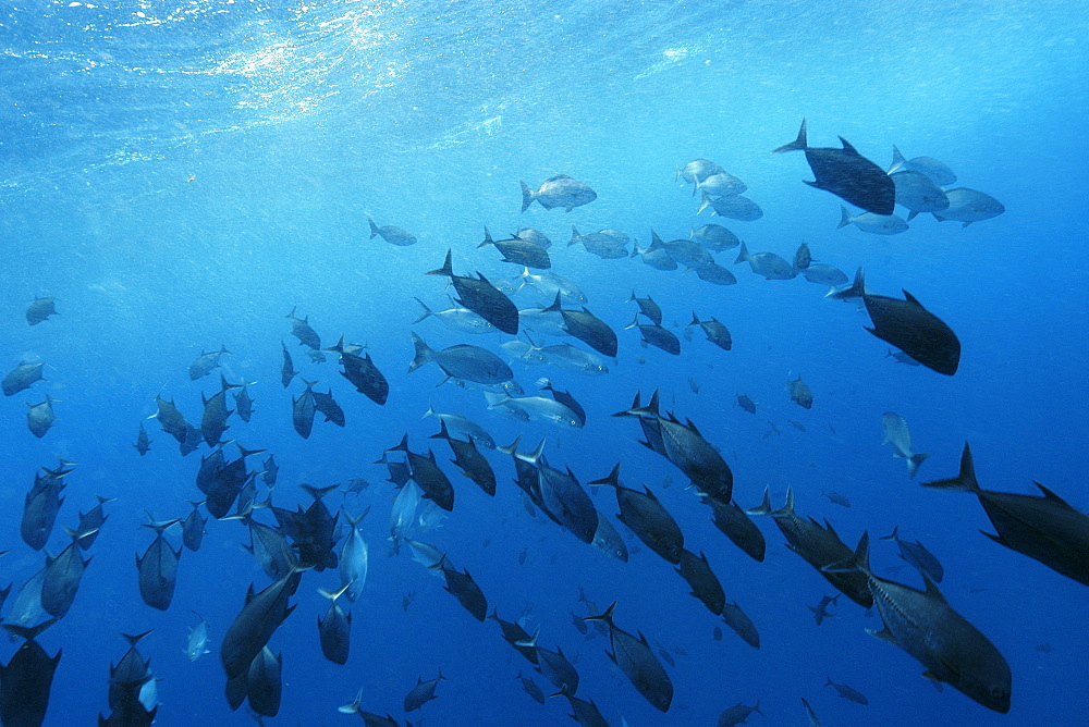 Black jacks (Caranx lugubris), blue runners (Carangoides crysos) and chubs (Kyphosus sectatrix), schooling in open water. St. Peter and St. Paul's rocks, Brazil, South America