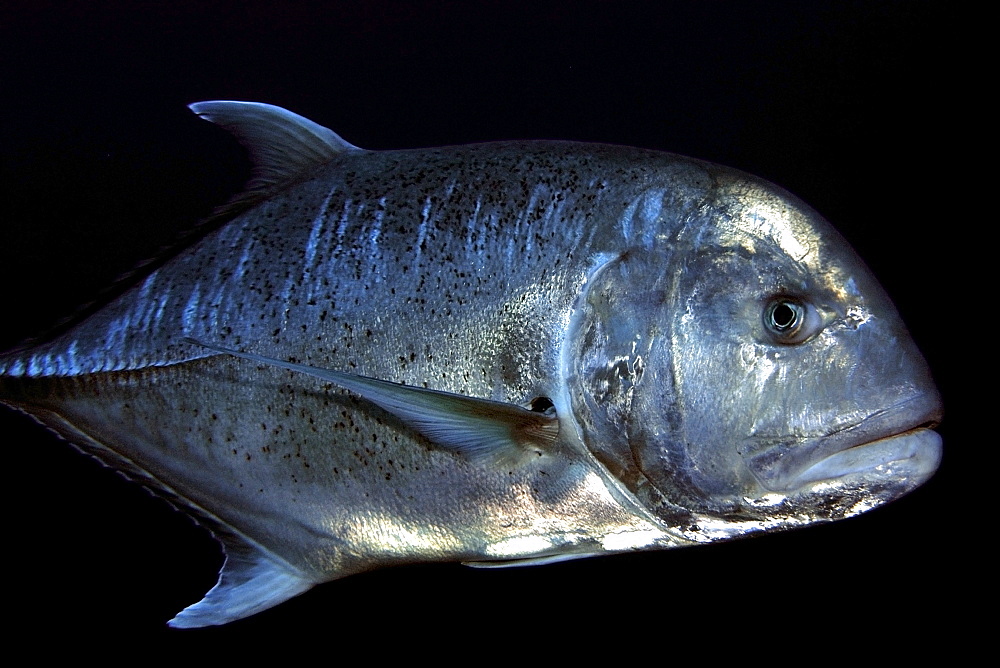 Giant trevally (Caranx ignobilis), Rongelap, Marshall Islands, Micronesia, Pacific