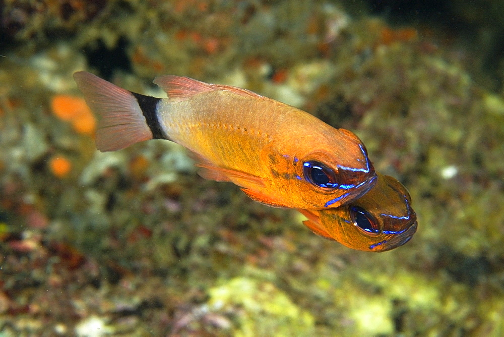 Pair of ringtailed cardinalfish (Apogon aureus), Small La Laguna, Puerto Galera, Mindoro, Philippines, Southeast Asia, Asia