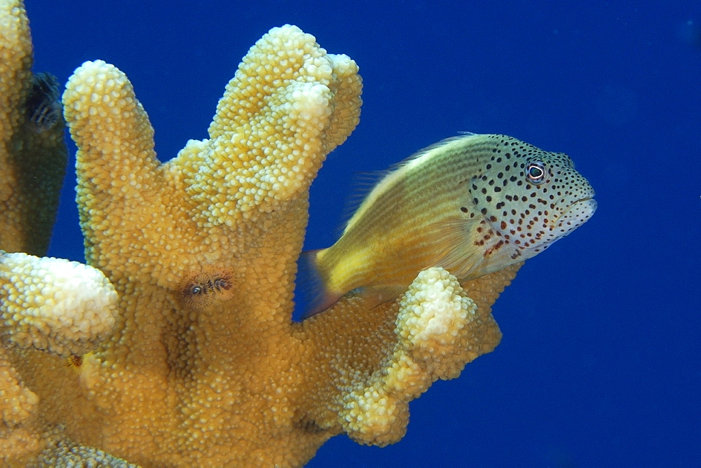 Freckled (blackside) hawkfish (Paracirrhites forsteri) on cat's paw coral (Acropora palifera), Namu atoll, Marshall Islands, Pacific