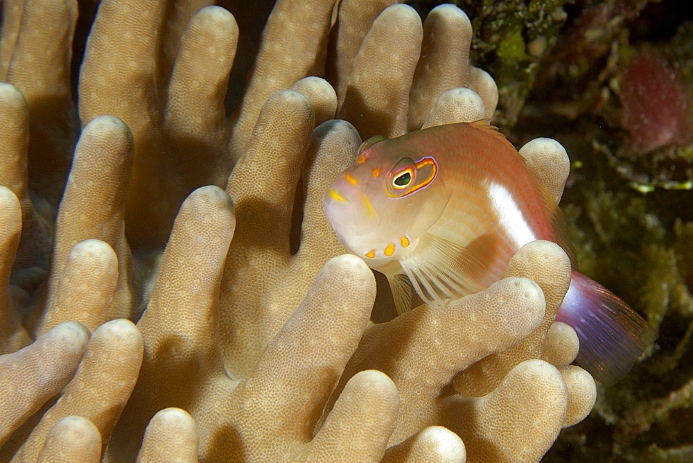 Arc-eye hawkfish (Paracirrhites arcatus) on stiff finger coral (Lobophytum sp.), Namu atoll, Marshall Islands, Pacific