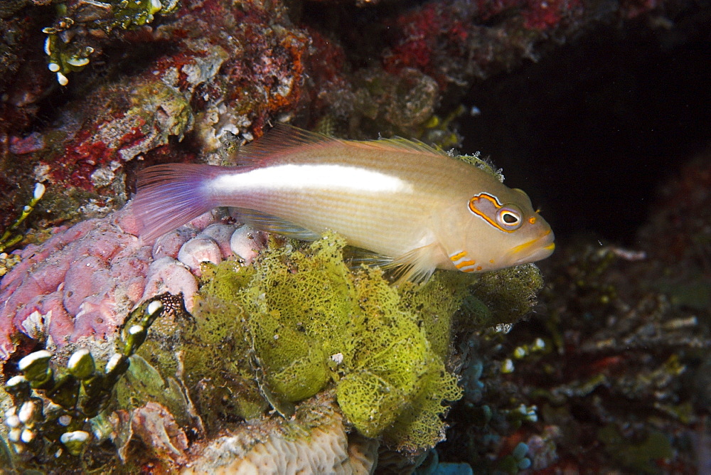 Arc-eye hawkfish (Paracirrhites arcatus) perched on algae (Microdyction sp.),  Ailuk atoll, Marshall Islands, Pacific