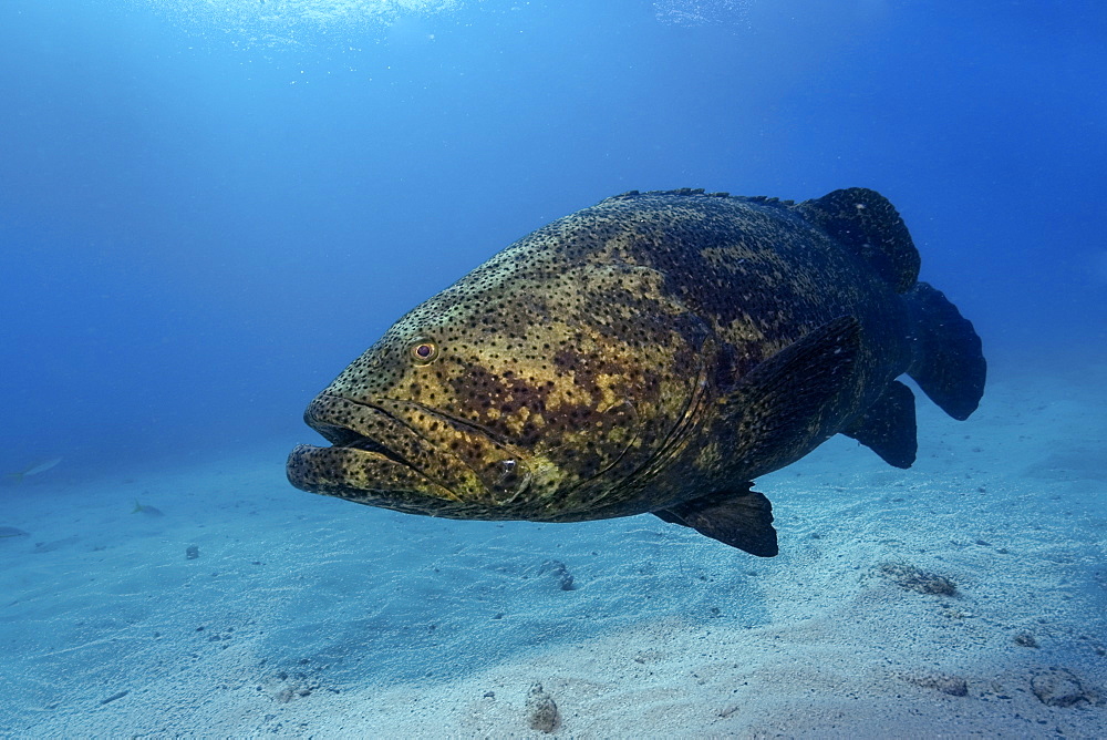 Goliath grouper (Epinephelus itajara), Molasses Reef, Key Largo, Florida, United States of America, North America