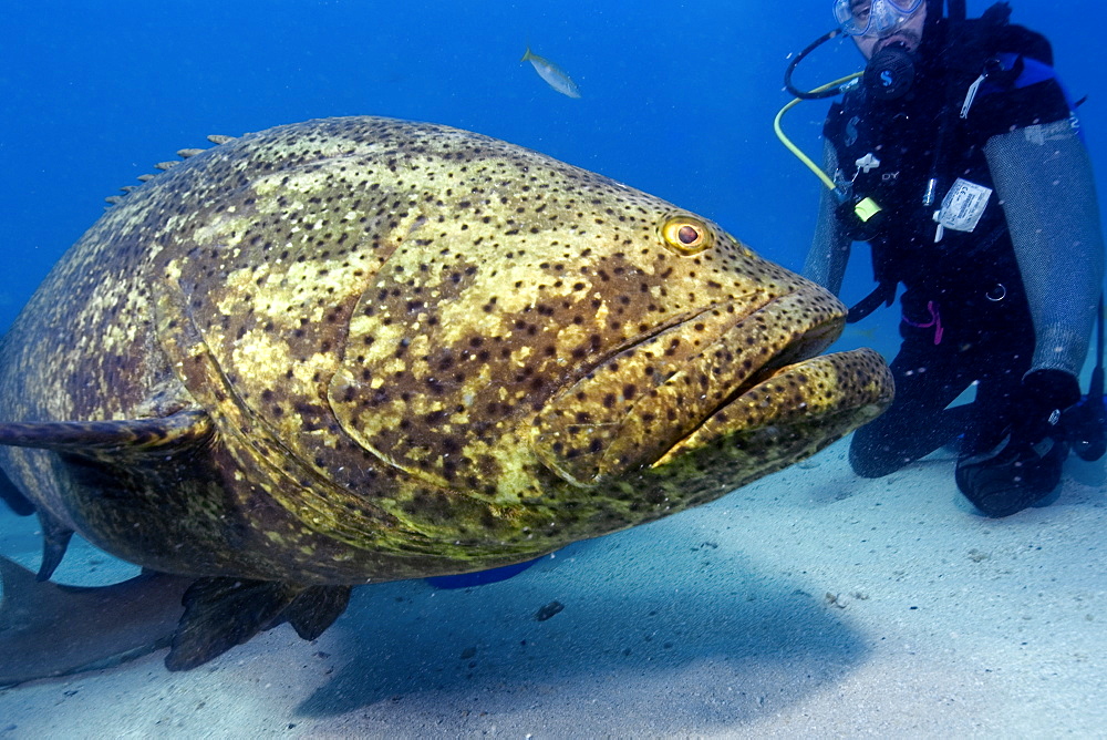 Goliath grouper (Epinephelus itajara) and shark diver,  Molasses Reef, Key Largo, Florida, United States of America, North America