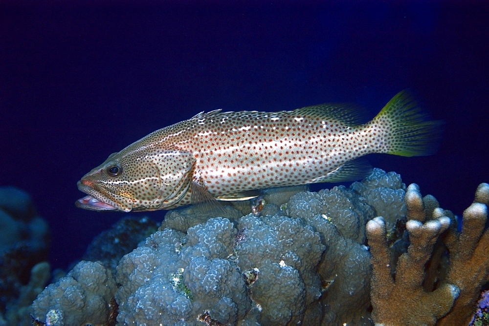 White-lined grouper (Anyperodon leucogrammicus) with mouth open, Rongelap, Marshall Islands, Micronesia, Pacific