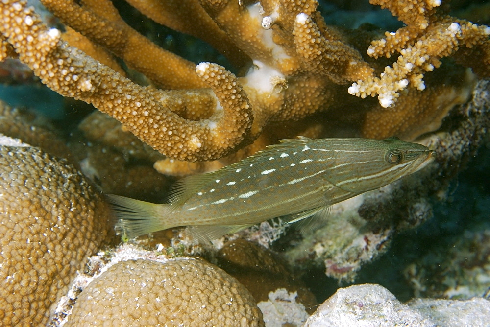 White-lined grouper (Anyperodon leucogrammicus), Rongelap, Marshall Islands, Micronesia, Pacific