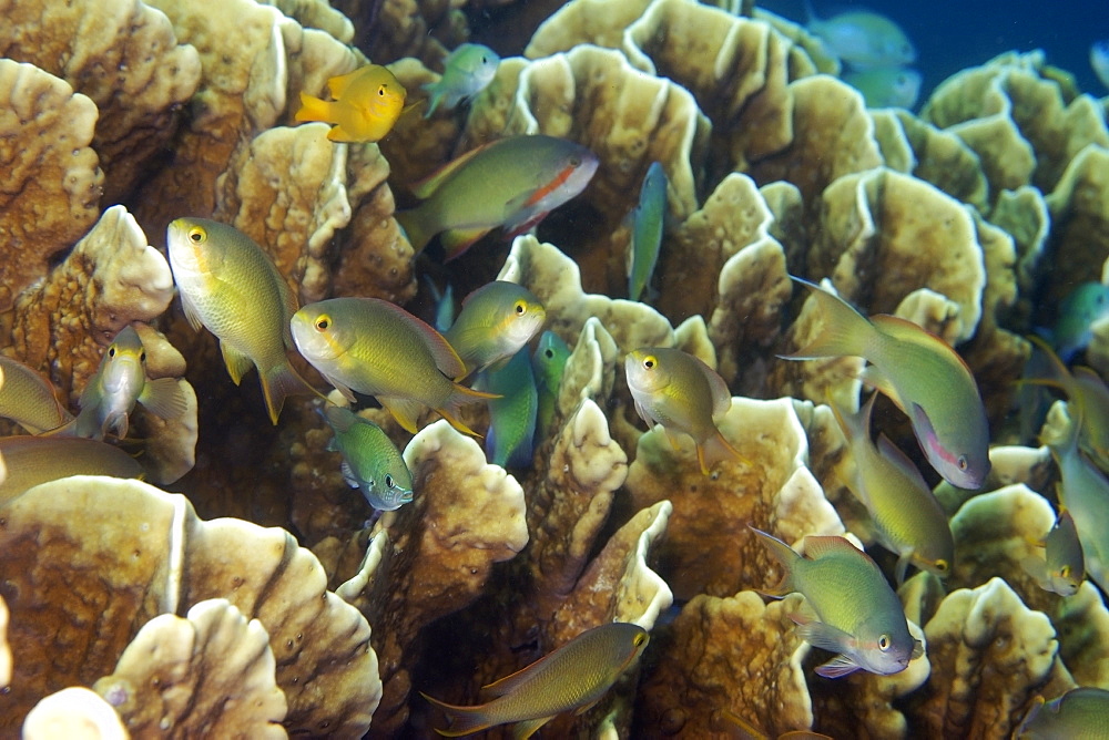 Group of reef fish, mainly threadfin anthias (Pseudanthias huchti) next to coral, Dauin, Negros, Philippines, Southeast Asia, Asia