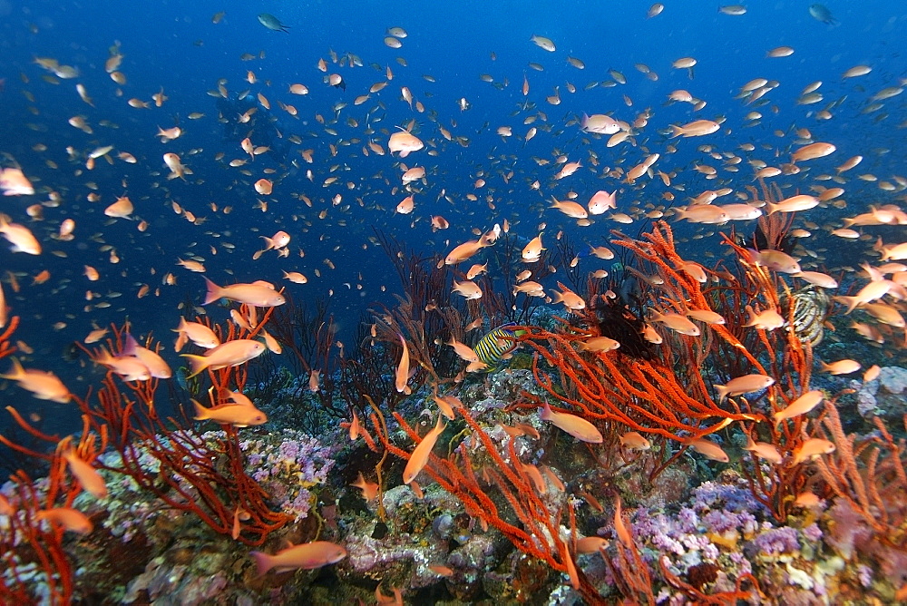 Thousands of scalefin anthias (Pseudanthias squamipinnis), hovering over colonies of red whip coral (Ellisella sp.), Canyons, Puerto Galera, Mindoro, Philippines, Southeast Asia, Asia