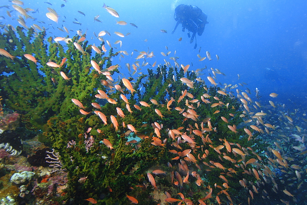 Thousands of scalefin anthias (Pseudanthias squamipinnis) hovering over green coral (Tubastrea micrantha), Puerto Galera, Mindoro, Philippines, Southeast Asia, Asia