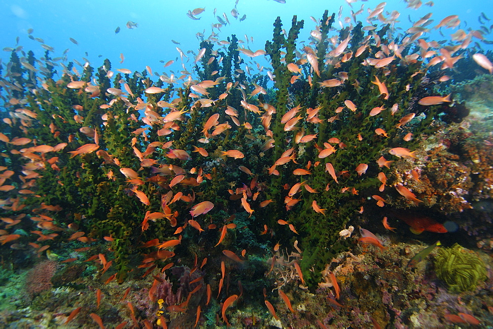 Thousands of scalefin anthias (Pseudanthias squamipinnis), hovering over corals, Kilima steps, Puerto Galera, Mindoro, Philippines, Southeast Asia, Asia