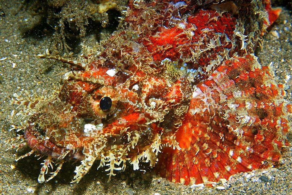 Papuan scorpionfish (Scorpaenopsis papuensis), Dumaguete, Negros, Philippines, Southeast Asia, Asia