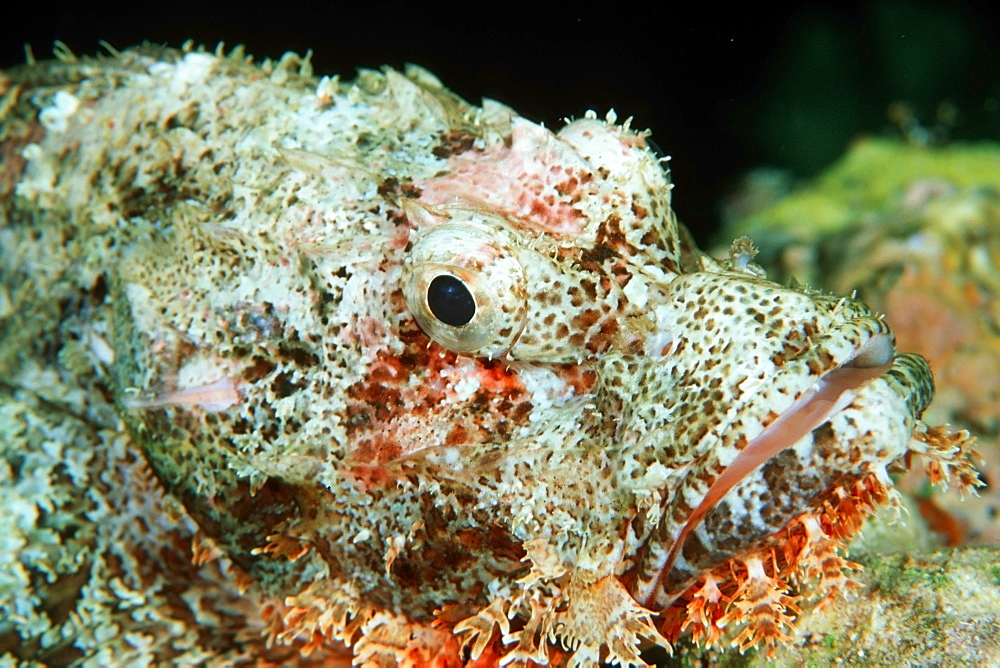 Scorpionfish (Scorpaenopsis sp.), Similan Islands marine sanctuary, Thailand, Andaman Sea, Southeast Asia, Asia