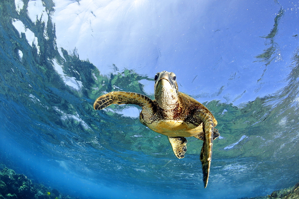 Juvenile green sea turtle (Chelonia mydas) swimming in shallow coral reef, Captain Cook, Big Island, Hawaii, United States of America, Pacific