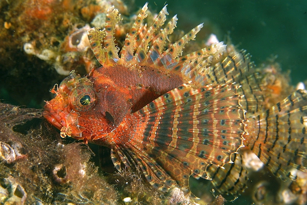 Shortfin lionfish (Dendrochirus brachypterus) red variation, Dumaguete, Negros, Philippines, Southeast Asia, Asia