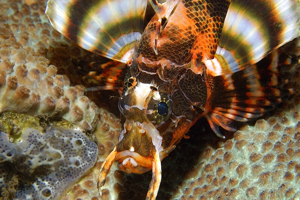 Twinspot lionfish (Dendrochirus biocellatus), head detail, Dumaguete, Negros Island, Philippines, Southeast Asia, Asia