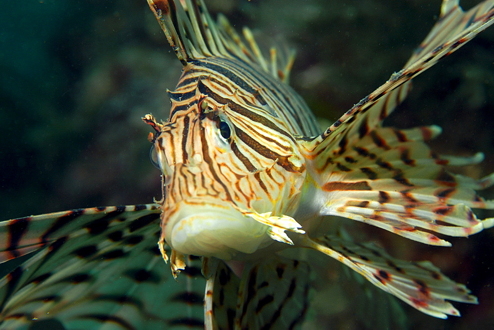 Luna lion fish (Pterois lunulata), Seopsom island, Jeju-Do, South Korea, Asia