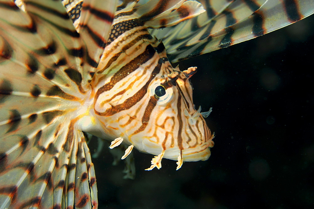 Luna lion fish (Pterois lunulata), Seopsom island, Jeju-Do, South Korea, Asia