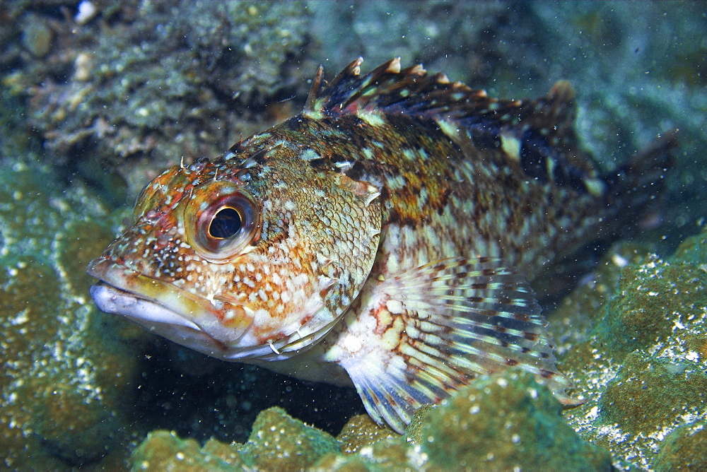 Rockfish (Sebastiscus marmoratus), Seopsom island, Jeju-Do, South Korea, Asia