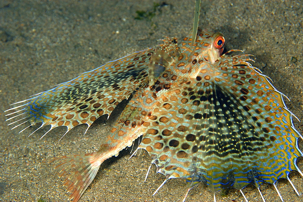 Helmut gurnard (Dactyloptena orientalis), Dumaguete, Negros, Philippines, Visayan sea, Southeast Asia, Asia
