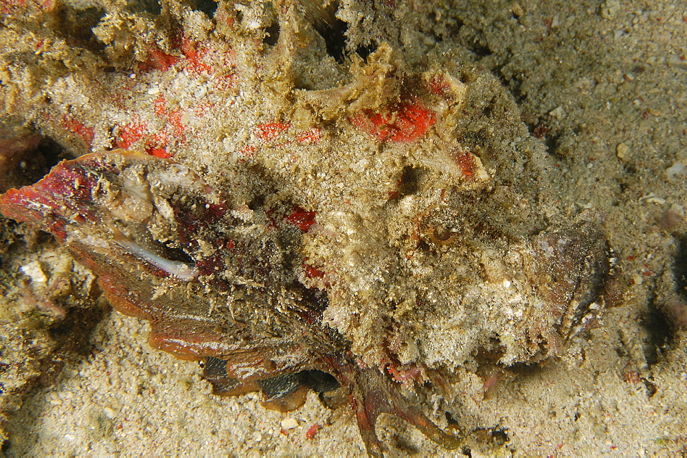 Spiny devilfish (Inimicus didactylus) disguised in sand, Puerto Galera, Mindoro, Philippines, Southeast Asia, Asia