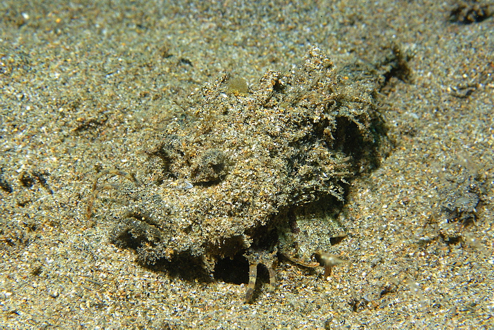 Spiny devilfish (Inimicus didactylus) disguised in sand, Masaplod, Dumaguete, Negros, Philippines, Southeast Asia, Asia