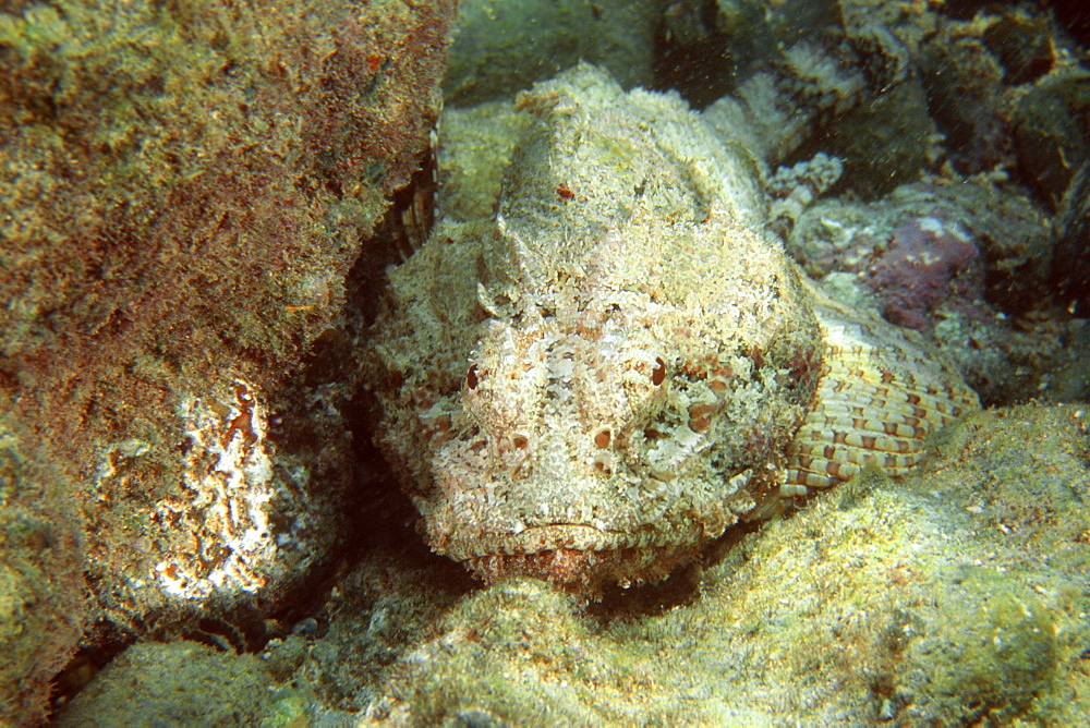 Spotted scorpionfish (Scorpaena plumieri ), Abrolhos National Marine Sanctuary, Bahia, Brazil, South America