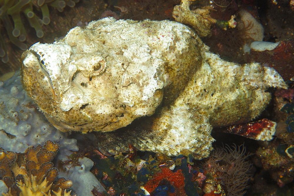 Devil scorpionfish (Scorpaenopsis diabolus), head detail, Dauin, Negros, Philippines, Southeast Asia, Asia