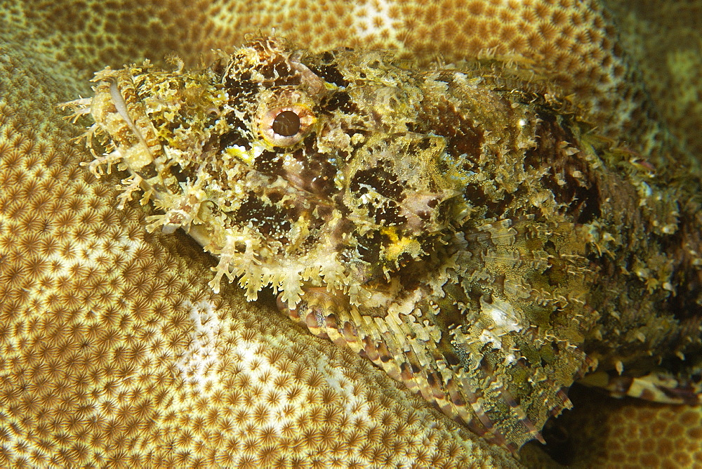 Scorpionfish (Scorpaenopsis sp.), on coral, Dumaguete, Negros Island, Philippines, Southeast Asia, Asia