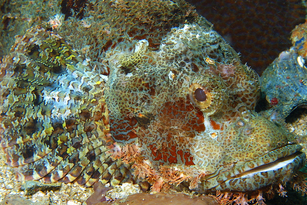 Poss's Scorpionfish (Scorpaenopsis possi), head detail, Gato Island, Cebu, Philippines, Southeast Asia, Asia