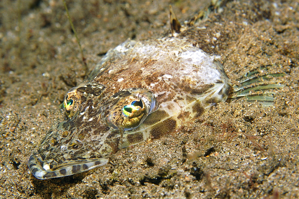 Flathead (Thysanophrys sp.) head detail, Dumaguete, Negros, Philippines, Southeast Asia, Asia