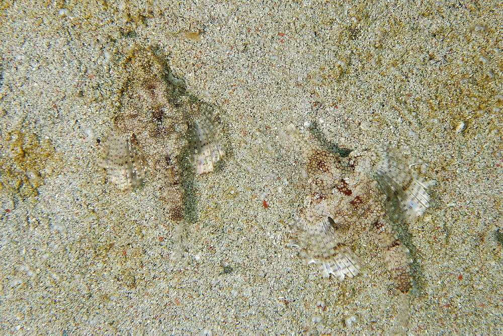 Pair of pegasus fish (dragon sea moth) (Eurypegasus draconis) on sandy bottom, Puerto Galera, Mindoro, Philippines, Southeast Asia, Asia