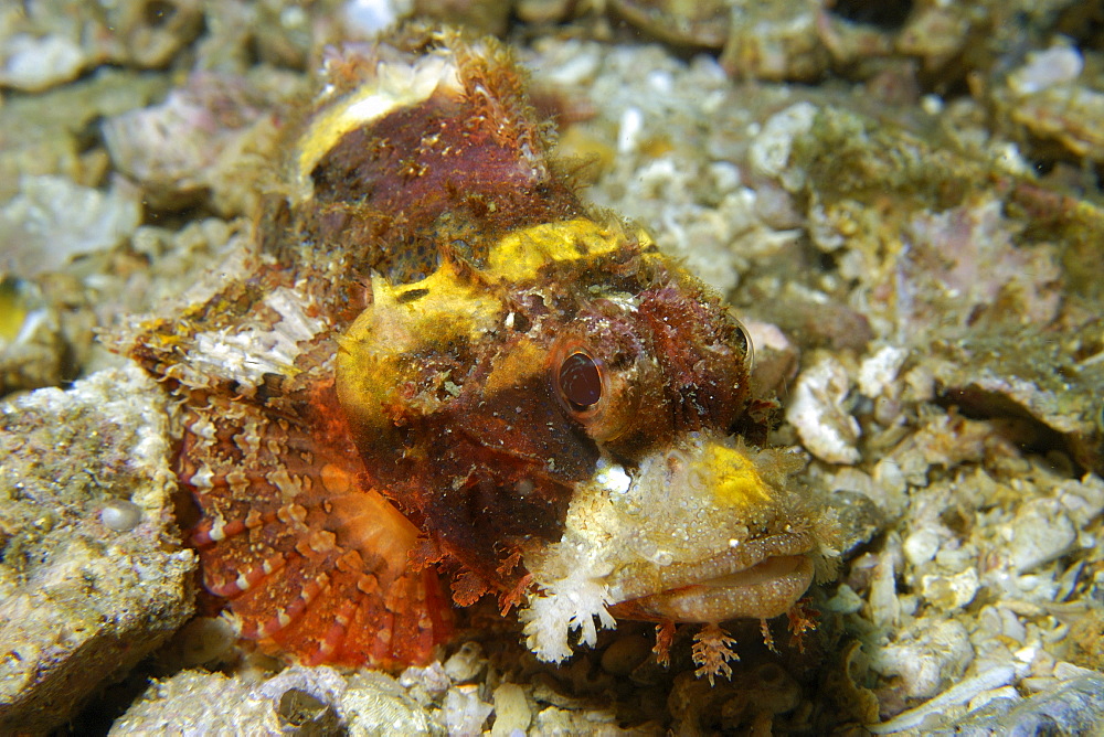 Scorpionfish (Scorpaenopsis sp.), Gato Island, Northern Cebu, Philippines, Southeast Asia, Asia