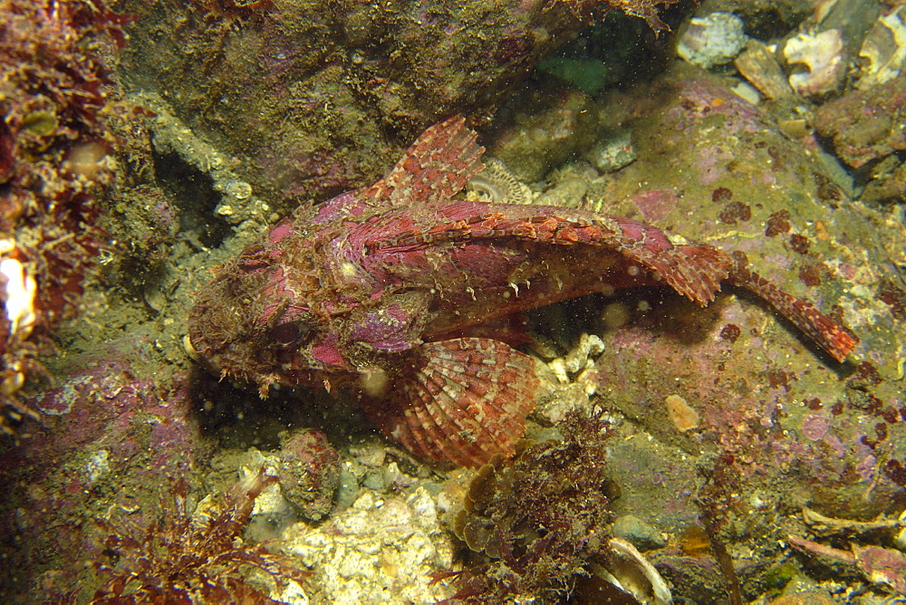 Scorpionfish (Scorpaenopsis sp.), Munsom island, Jeju-Do,  South Korea, Asia