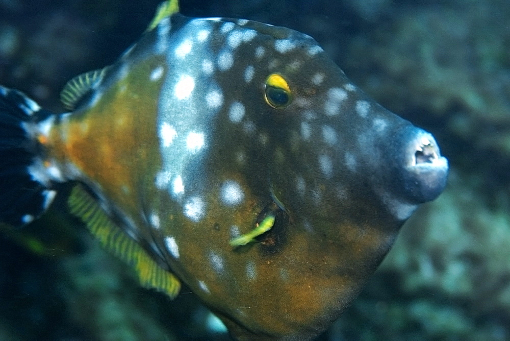 Whitespotted filefish (Cantherhines macrocerus), St. Peter nd St. Paul's rocks, Brazil, South America