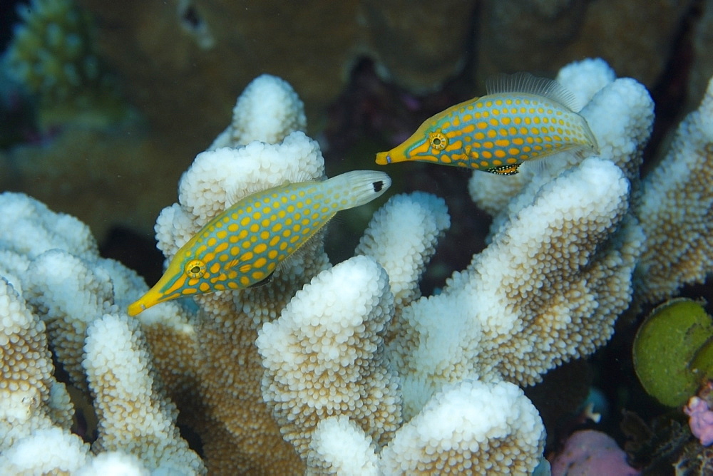 Pair of longnose filefish (Oxymonacanthus longirostris) feeding on coral (Acropora isopora sp.), Rongelap, Marshall Islands, Micronesia, Pacific