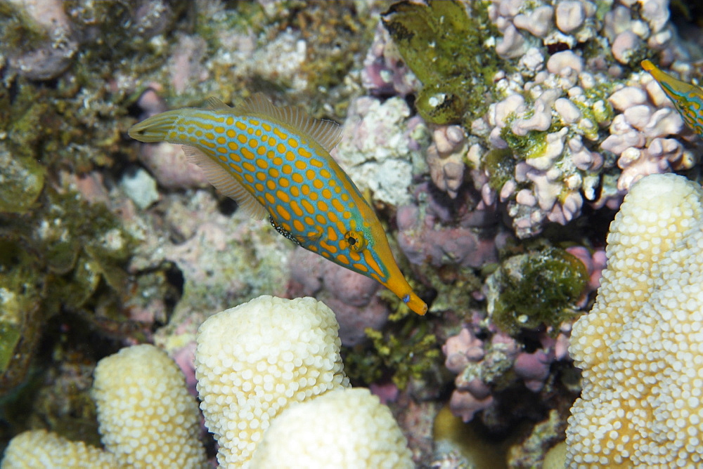 Longnose filefish (Oxymonacanthus longirostris) feeding on coral (Acropora isopora sp.), Ailuk Atoll, Marshall Islands, Micronesia, Pacific