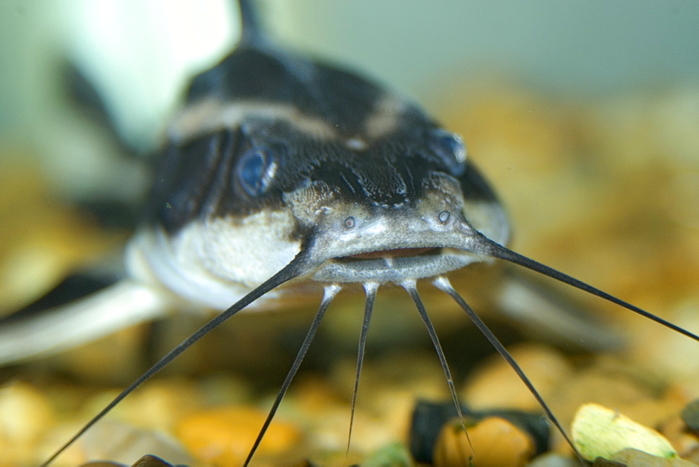 Freshwater catfish (Tatia sp.), Mamiraua sustainable development reserve, Amazonas, Brazil, South America